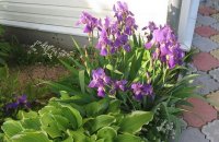 Irises In Garden Landscape Design