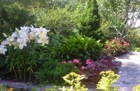Lilys In Garden Landscape Design